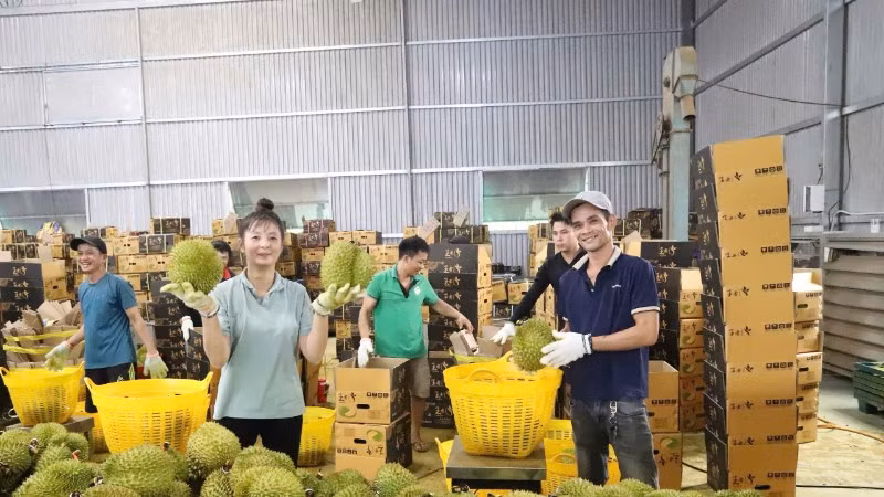 Ấn Độ chính thức mở cửa thị trường đối với sầu riêng tươi của Việt Nam